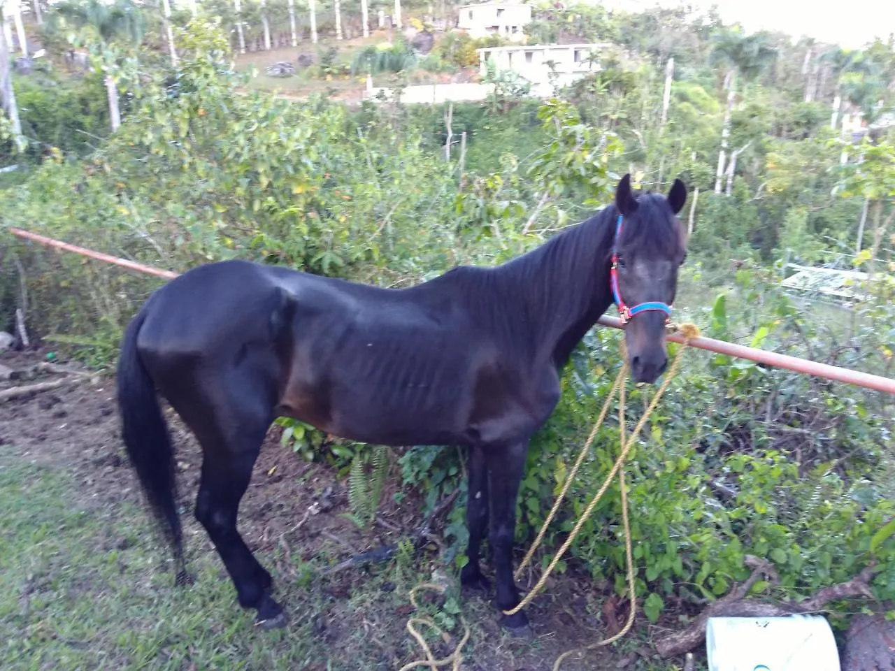 Echotel Remanso Caguas Locanda