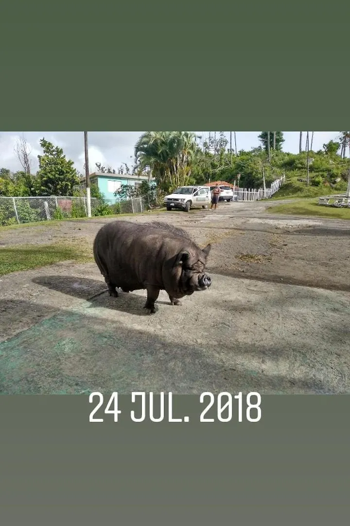 Han/Misafirhane Echotel Remanso Caguas
